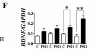 in vitro bdnf p21