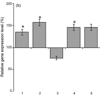 BDNF placebo control
