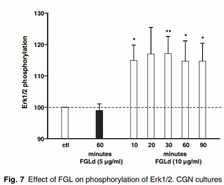 erk activation